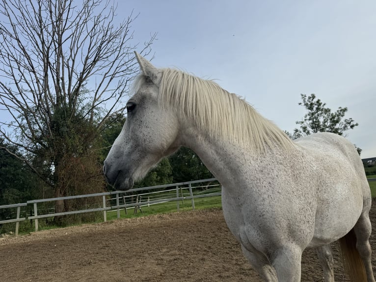 Cheval de sport hongrois Jument 16 Ans 160 cm Gris in Augsburg