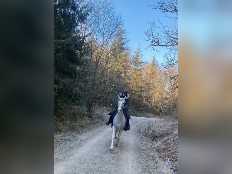 Cheval de sport hongrois Jument 16 Ans 160 cm Gris pommelé in Bamberg