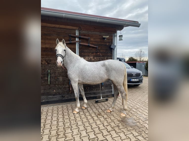 Cheval de sport hongrois Jument 16 Ans 160 cm Gris pommelé in Bamberg