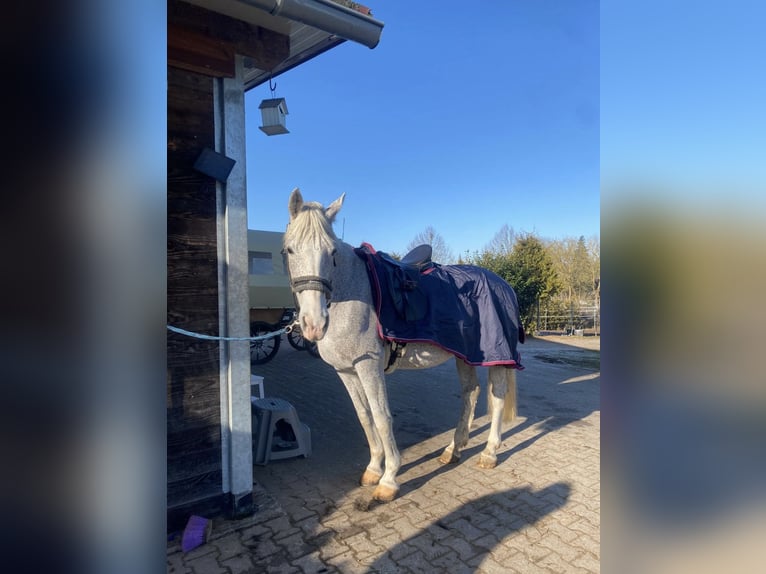 Cheval de sport hongrois Jument 16 Ans 160 cm Gris pommelé in Bamberg