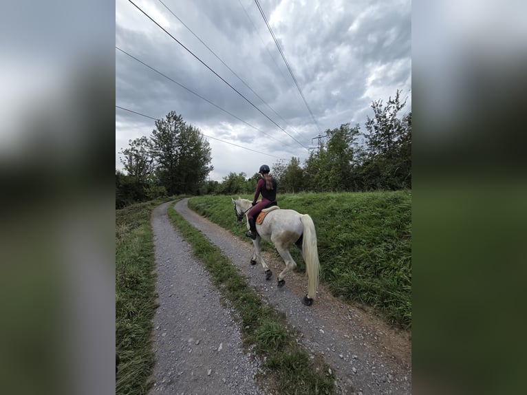 Cheval de sport hongrois Jument 16 Ans 172 cm Gris in Meiningen