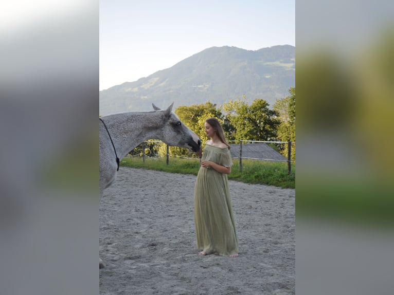 Cheval de sport hongrois Jument 16 Ans 172 cm Gris in Meiningen