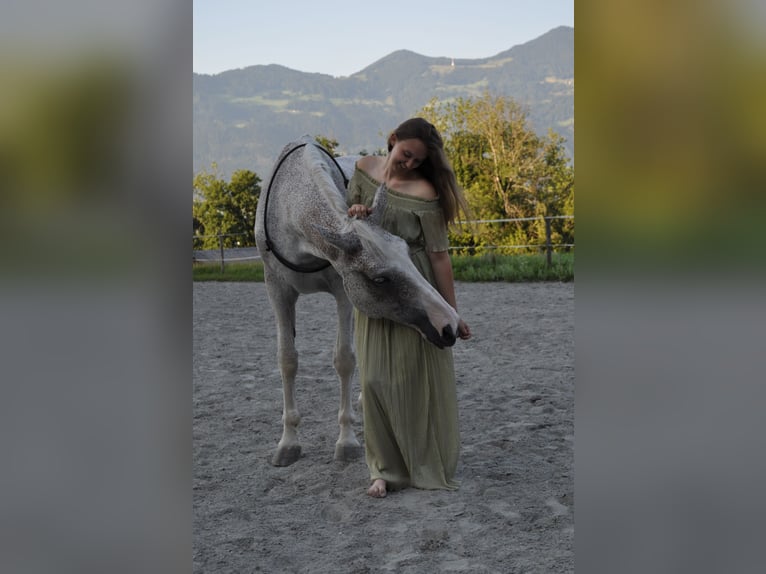 Cheval de sport hongrois Jument 16 Ans 172 cm Gris in Meiningen