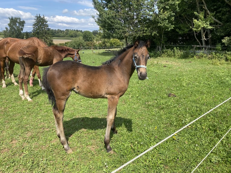 Cheval de sport hongrois Jument 17 Ans 165 cm Gris in Villingen-Schwenningen