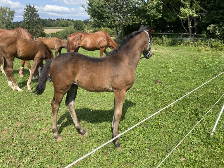 Cheval de sport hongrois Jument 17 Ans 165 cm Gris in Villingen-Schwenningen