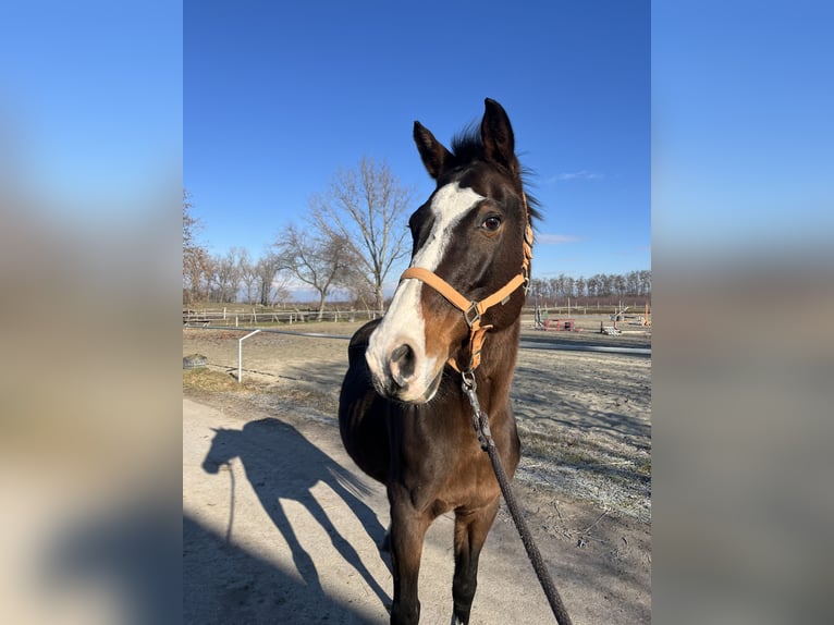 Cheval de sport hongrois Jument 17 Ans 167 cm Bai cerise in Szigetszentmárton