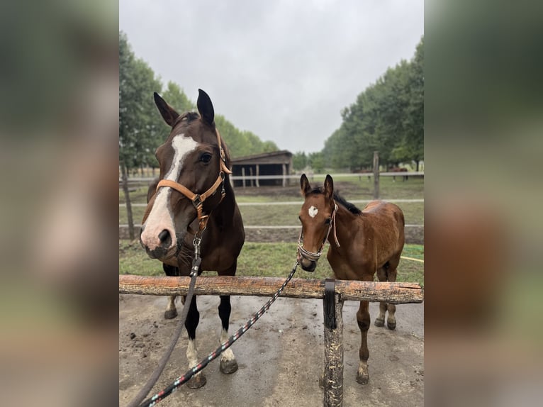 Cheval de sport hongrois Jument 17 Ans 167 cm Bai cerise in Szigetszentmárton