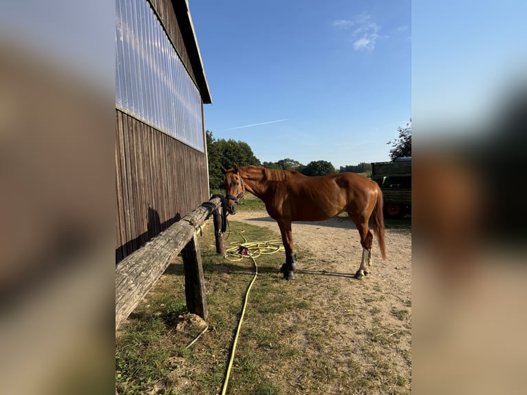 Cheval de sport hongrois Jument 17 Ans 172 cm Alezan in Walkendorf