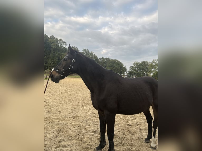 Cheval de sport hongrois Croisé Jument 18 Ans 163 cm Bai in Hude (Oldenburg)