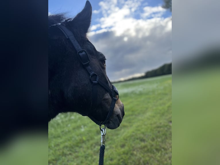 Cheval de sport hongrois Croisé Jument 18 Ans 163 cm Bai in Hude (Oldenburg)