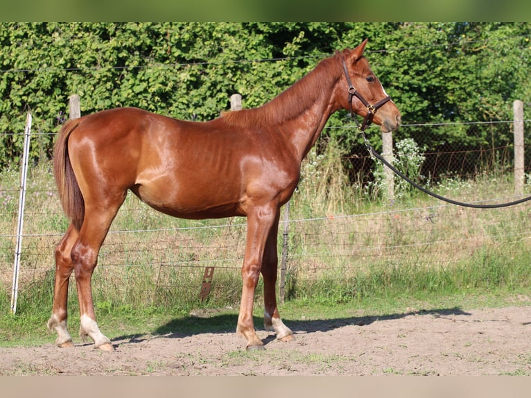 Cheval de sport hongrois Jument 1 Année 130 cm Alezan brûlé in Abda