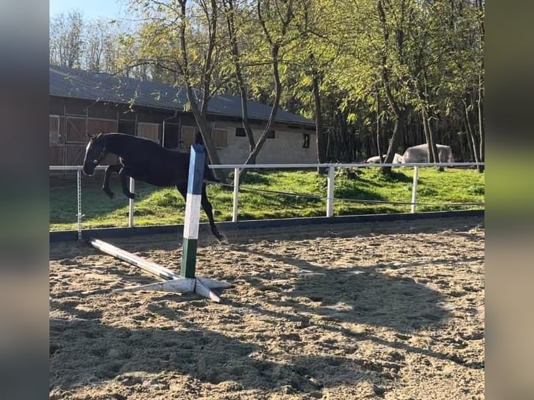 Cheval de sport hongrois Jument 1 Année 130 cm Gris in Zalakomár