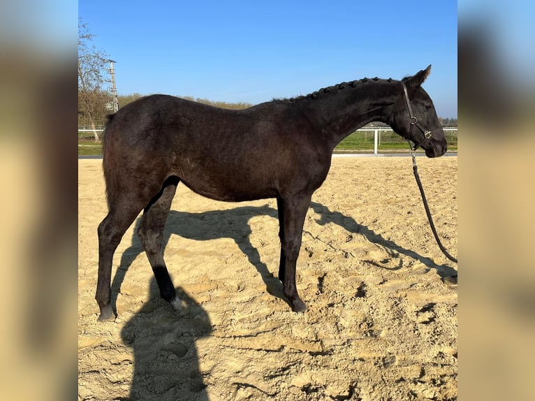 Cheval de sport hongrois Jument 1 Année 130 cm Gris in Zalakomár