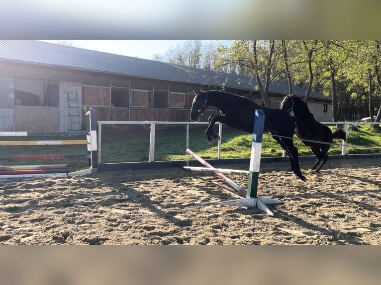 Cheval de sport hongrois Jument 1 Année 130 cm Gris in Zalakomár