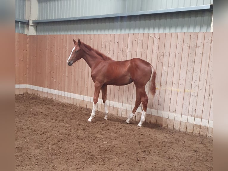 Cheval de sport hongrois Jument 1 Année 138 cm Alezan brûlé in Hajdúböszörmény