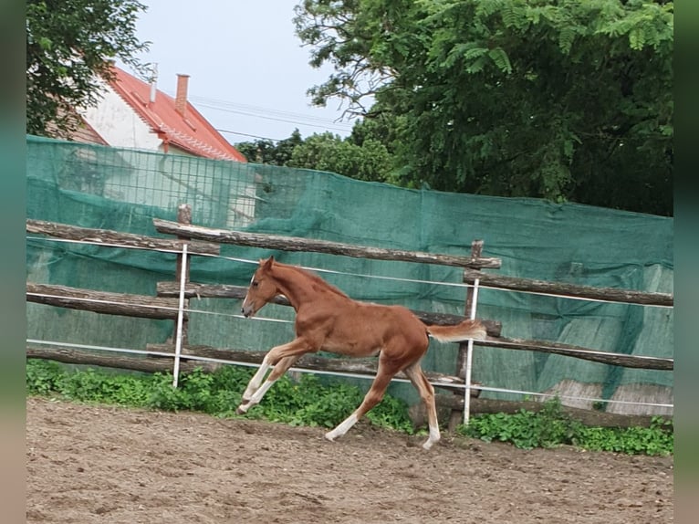 Cheval de sport hongrois Jument 1 Année 138 cm Alezan brûlé in Hajdúböszörmény