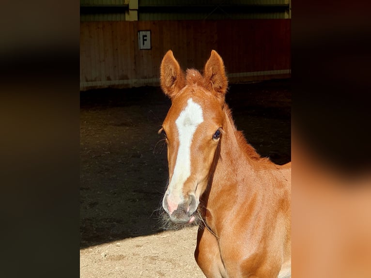 Cheval de sport hongrois Jument 1 Année 138 cm Alezan brûlé in Hajdúböszörmény