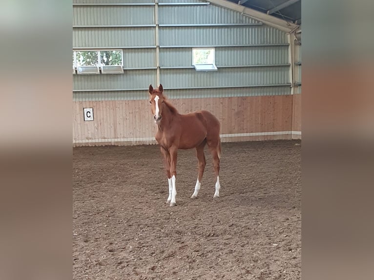 Cheval de sport hongrois Jument 1 Année 138 cm Alezan brûlé in Hajdúböszörmény