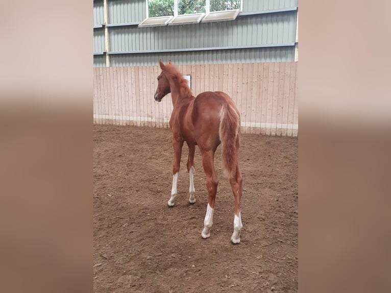 Cheval de sport hongrois Jument 1 Année 138 cm Alezan brûlé in Hajdúböszörmény