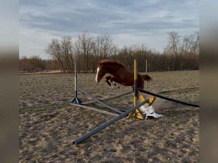 Cheval de sport hongrois Jument 1 Année 145 cm Alezan brûlé in Lajosmizse