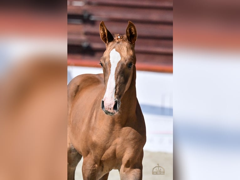 Cheval de sport hongrois Jument 1 Année Alezan brûlé in Lajosmizse