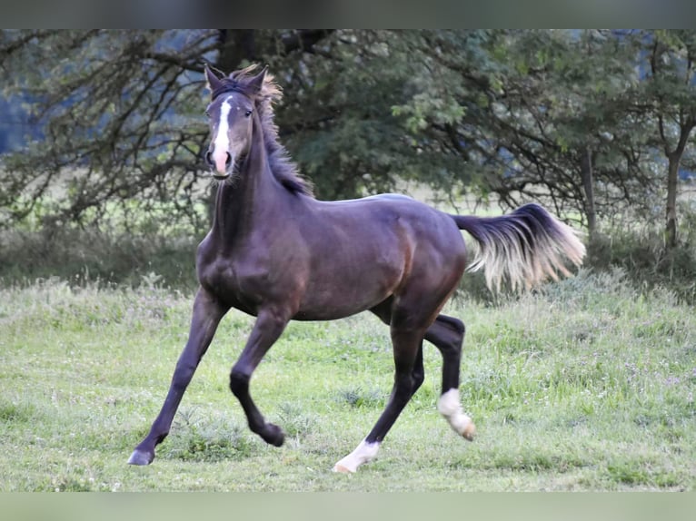 Cheval de sport hongrois Jument 1 Année Bai brun in Abda