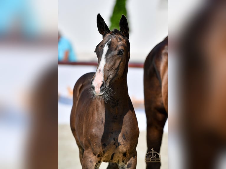 Cheval de sport hongrois Jument 1 Année Bai brun in Abda