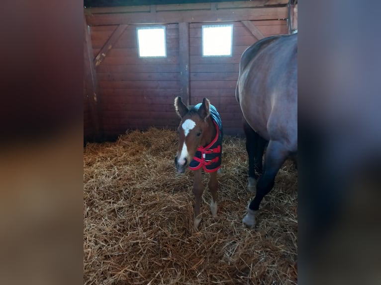 Cheval de sport hongrois Jument 1 Année Bai cerise in Karcag