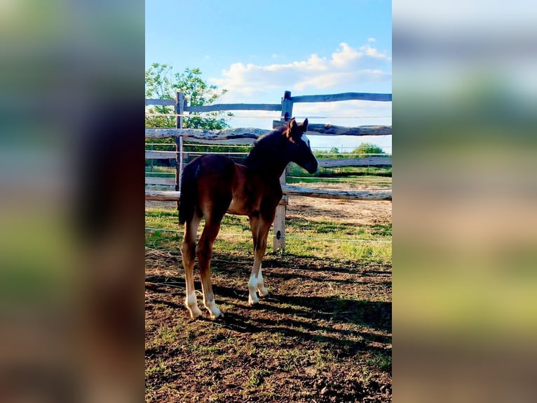 Cheval de sport hongrois Jument 1 Année Bai cerise in Karcag
