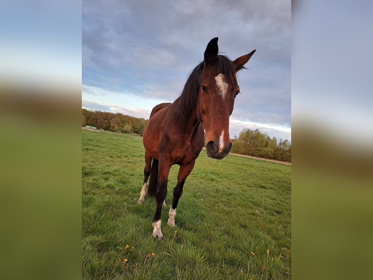 Cheval de sport hongrois Jument 24 Ans 160 cm Bai in Schapen