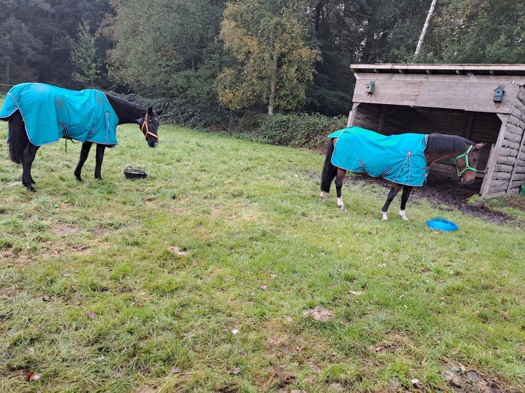 Cheval de sport hongrois Jument 24 Ans 160 cm Bai in Schapen