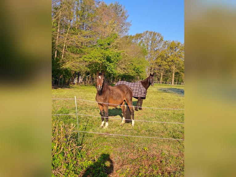 Cheval de sport hongrois Jument 24 Ans 160 cm Bai in Schapen