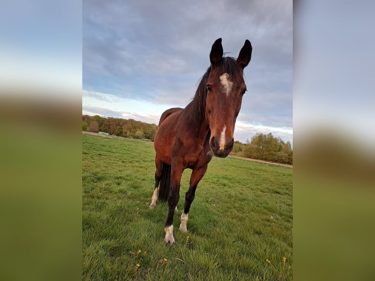 Cheval de sport hongrois Jument 24 Ans 160 cm Bai in Schapen