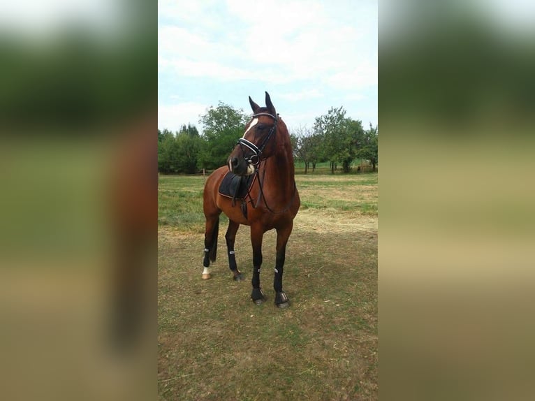 Cheval de sport hongrois Jument 25 Ans 165 cm Bai in Eisenstadt