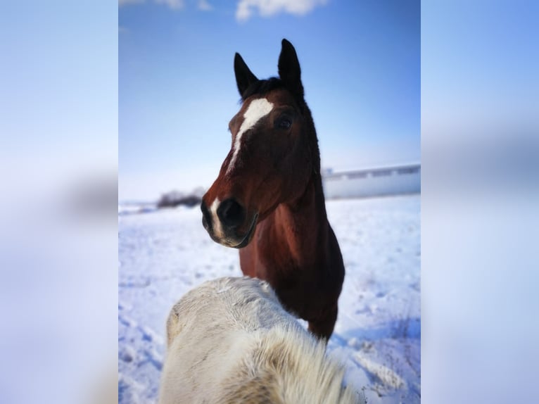 Cheval de sport hongrois Jument 25 Ans 165 cm Bai in Eisenstadt