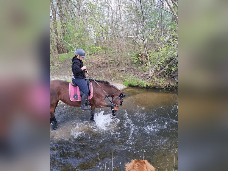 Cheval de sport hongrois Jument 25 Ans 165 cm Bai in Eisenstadt