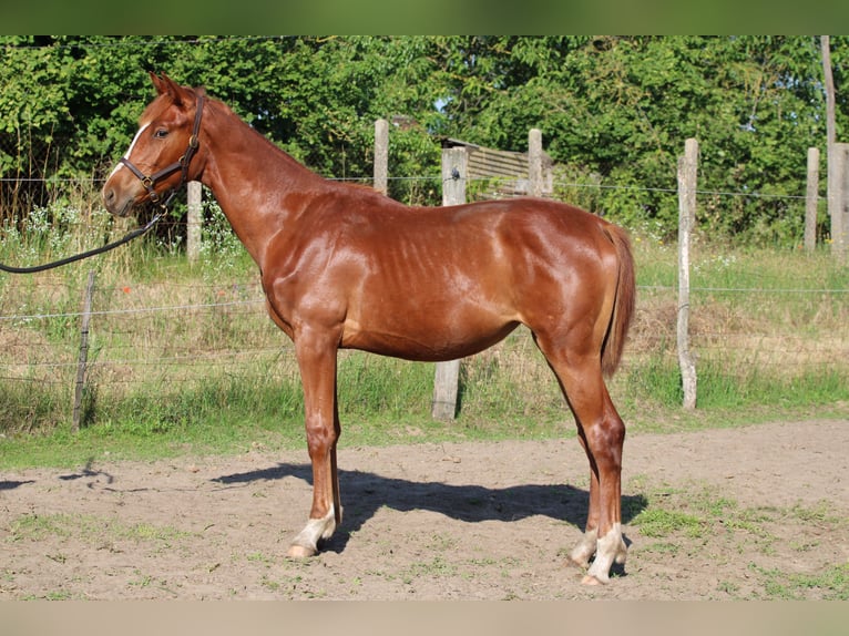 Cheval de sport hongrois Jument 2 Ans 130 cm Alezan brûlé in Abda