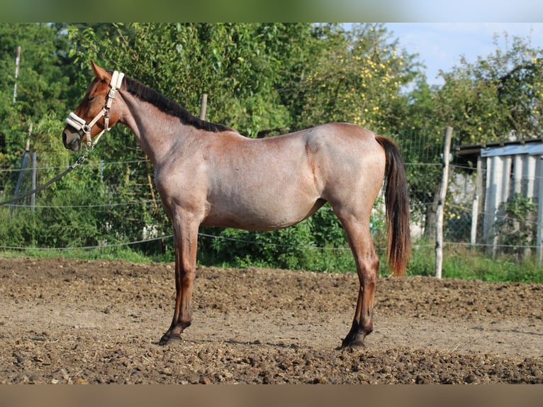 Cheval de sport hongrois Jument 2 Ans 155 cm Roan-Bay in Abda