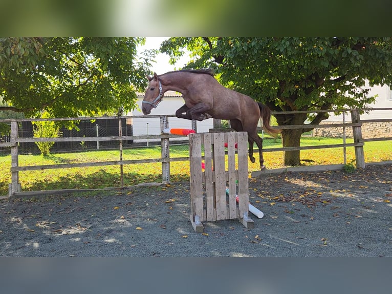 Cheval de sport hongrois Jument 2 Ans 165 cm Alezan in Unterwart