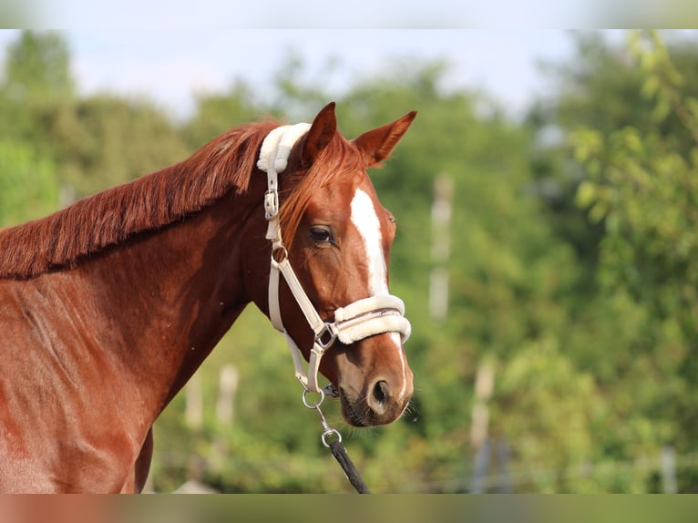 Cheval de sport hongrois Jument 3 Ans 130 cm Alezan brûlé in Abda