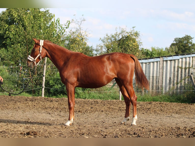 Cheval de sport hongrois Jument 3 Ans 130 cm Alezan brûlé in Abda