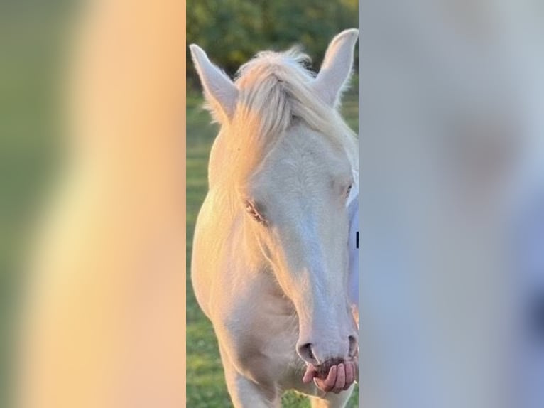 Cheval de sport hongrois Jument 3 Ans 135 cm Palomino in Vasad