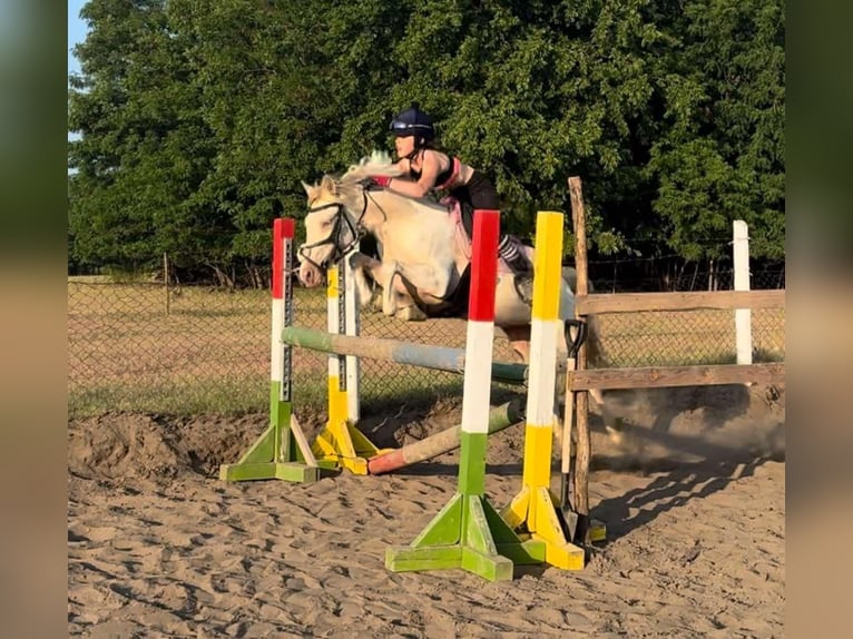 Cheval de sport hongrois Jument 3 Ans 135 cm Palomino in Vasad