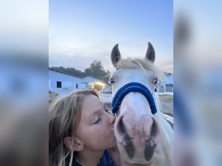 Cheval de sport hongrois Jument 3 Ans 135 cm Palomino in Vasad