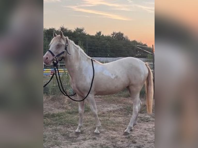 Cheval de sport hongrois Jument 3 Ans 135 cm Palomino in Vasad