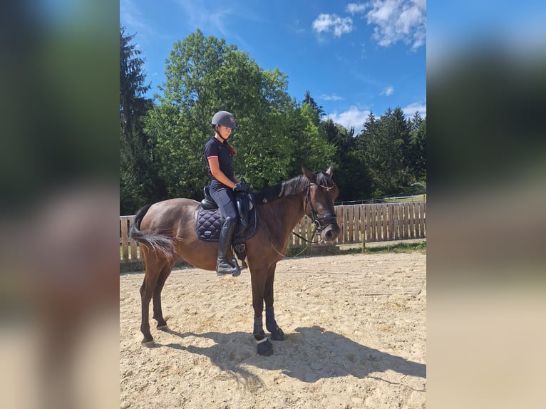 Cheval de sport hongrois Croisé Jument 3 Ans 160 cm Peut devenir gris in Pöllau bei Hartberg