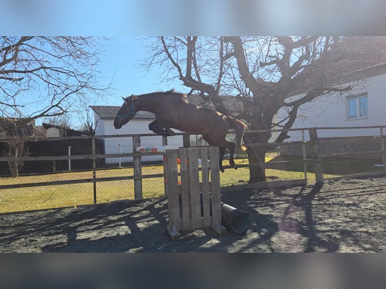 Cheval de sport hongrois Jument 3 Ans 164 cm  in Unterwart