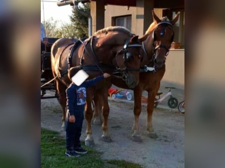 Cheval de sport hongrois Jument 3 Ans 165 cm Alezan brûlé in Tass