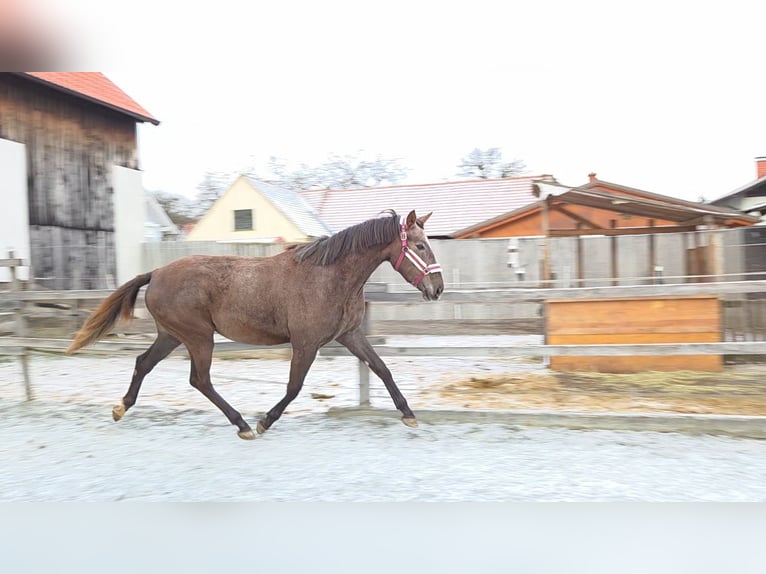 Cheval de sport hongrois Jument 3 Ans 165 cm Alezan in Unterwart