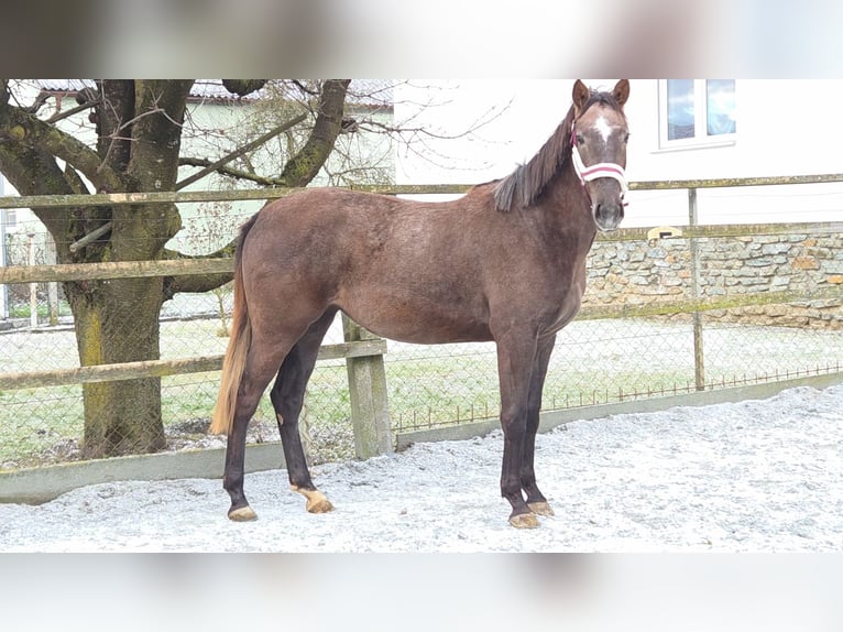 Cheval de sport hongrois Jument 3 Ans 165 cm Alezan in Unterwart